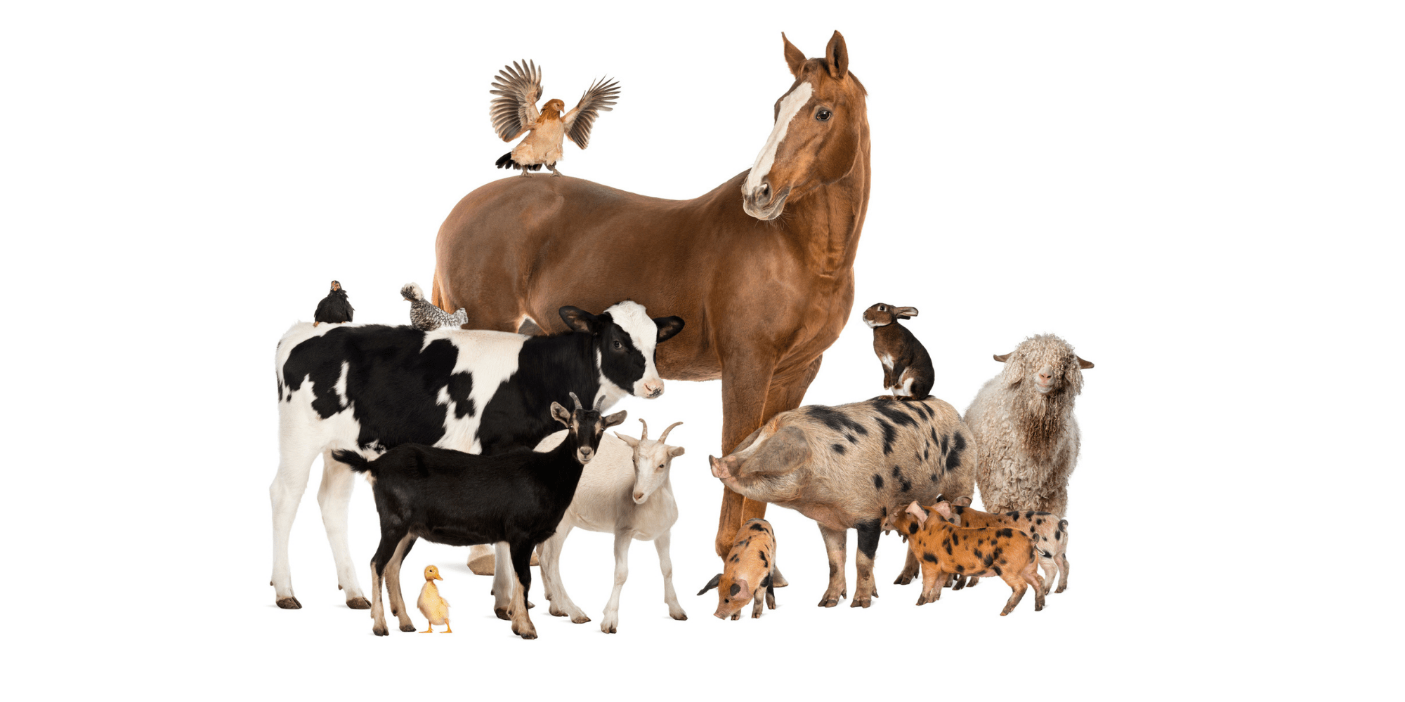 Petting Zoo Visiting Farm Animals Gift